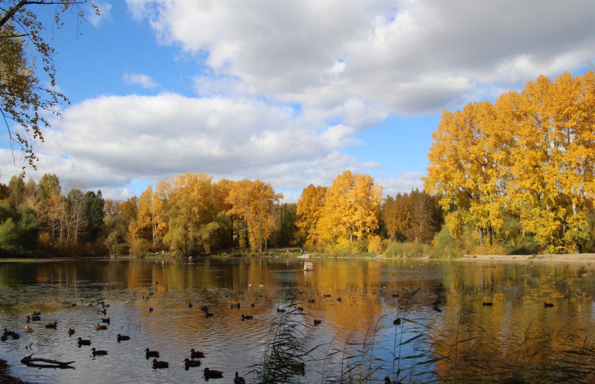 Осенью на озере - владимир тимошенко 