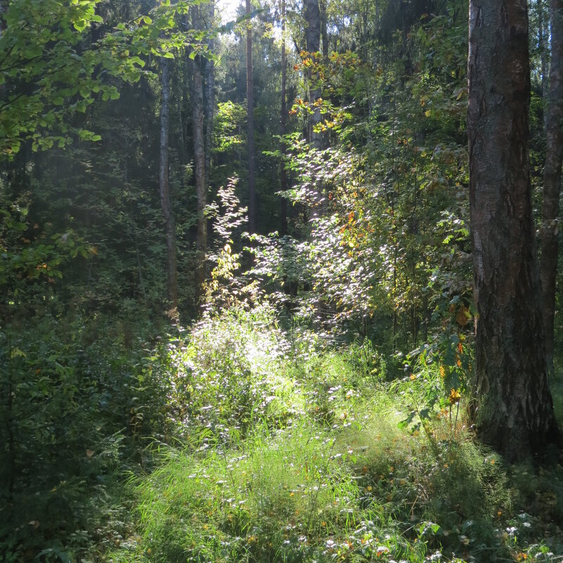 В лесу - Людмила 