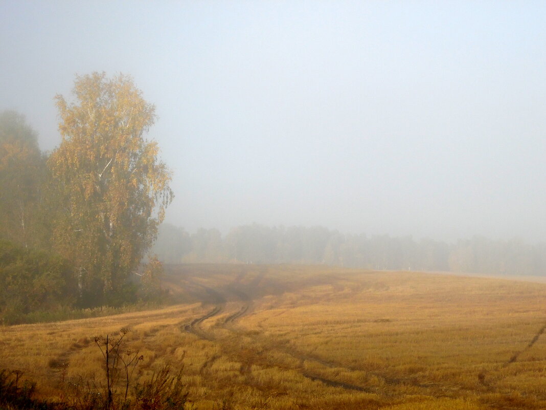 Туман ложится на поля, скрывая за собой березы. - nadyasilyuk Вознюк