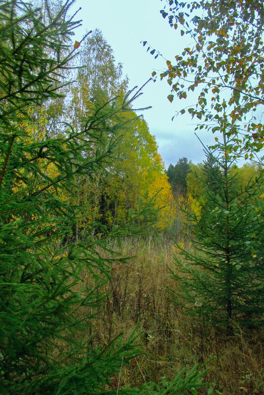 Осенний лес - Светлана Кузнецова