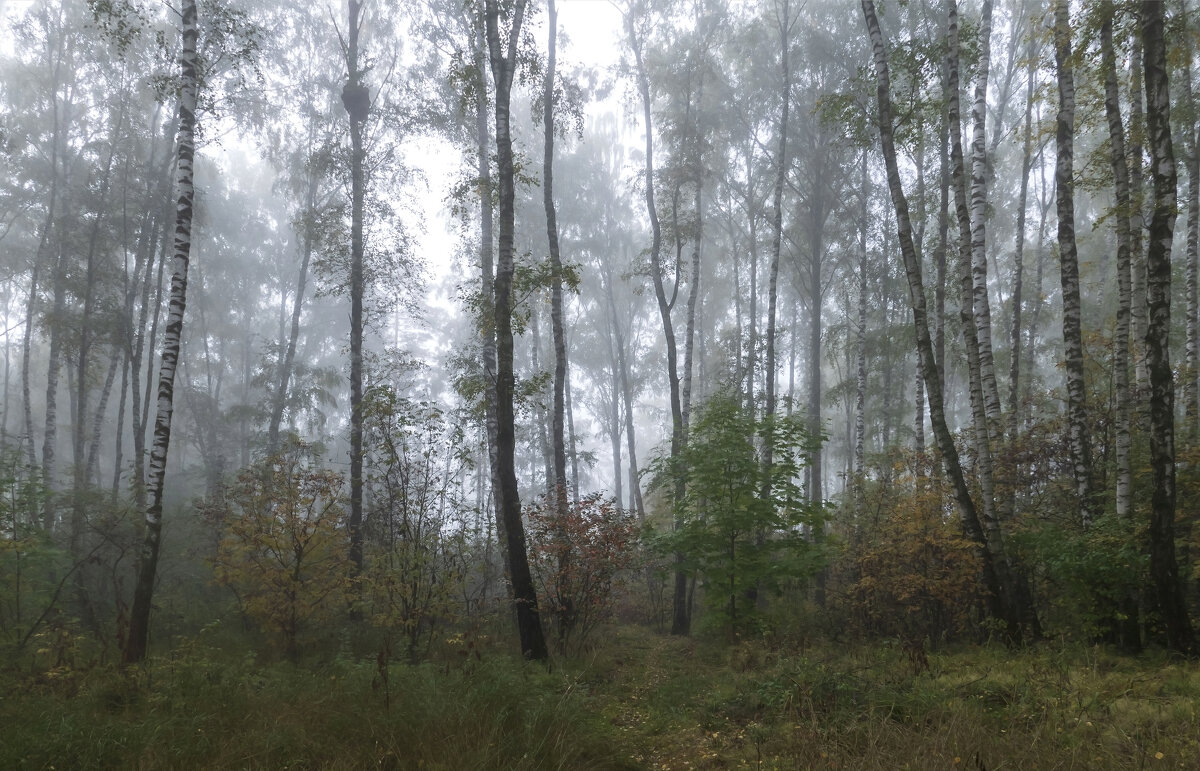 в тумане - РозаВетроф 