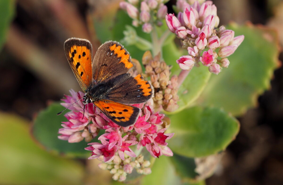 Сегодняшние бабочки на осенних цветах  1 - Александр Прокудин