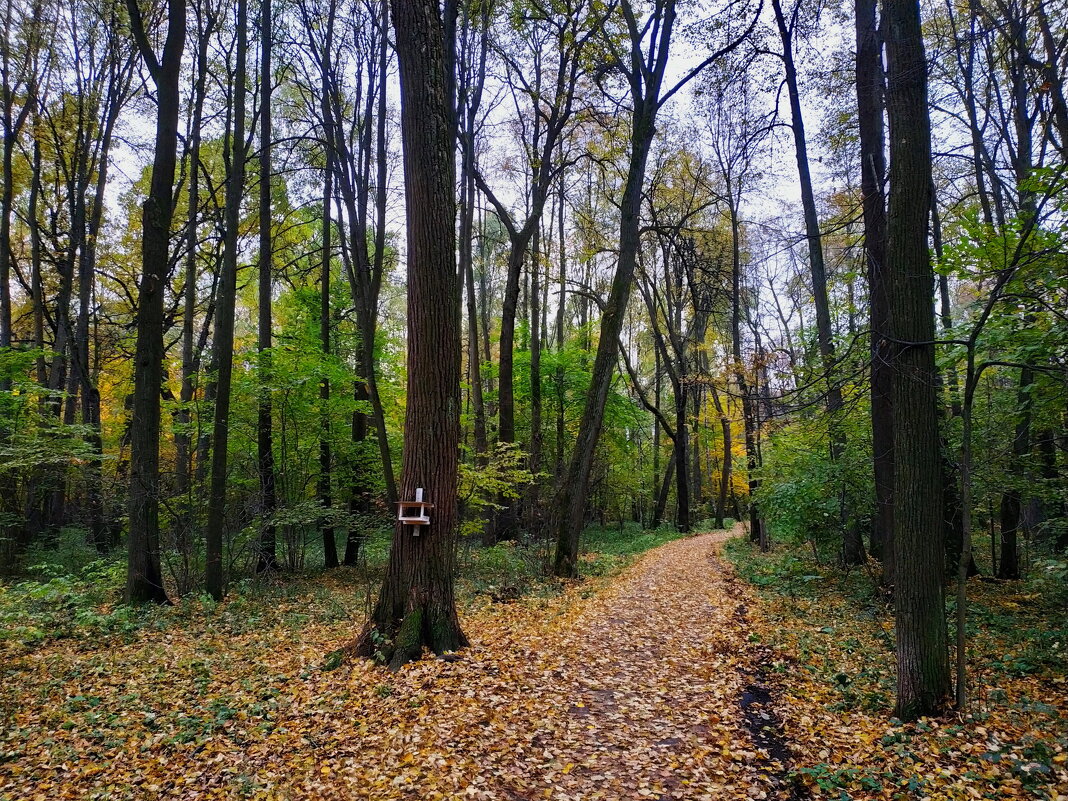 Осень в парке - Андрей Лукьянов