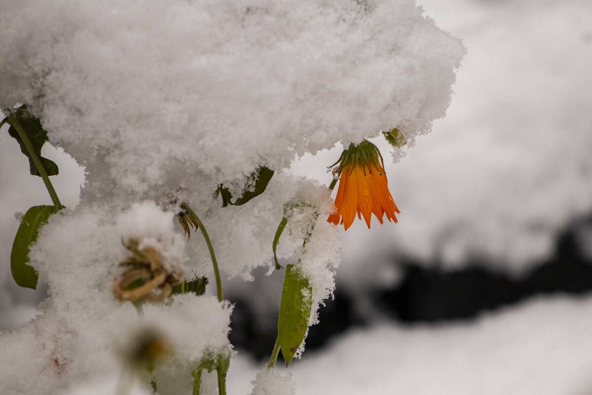 Цветы и снег - Овсечук Мария 