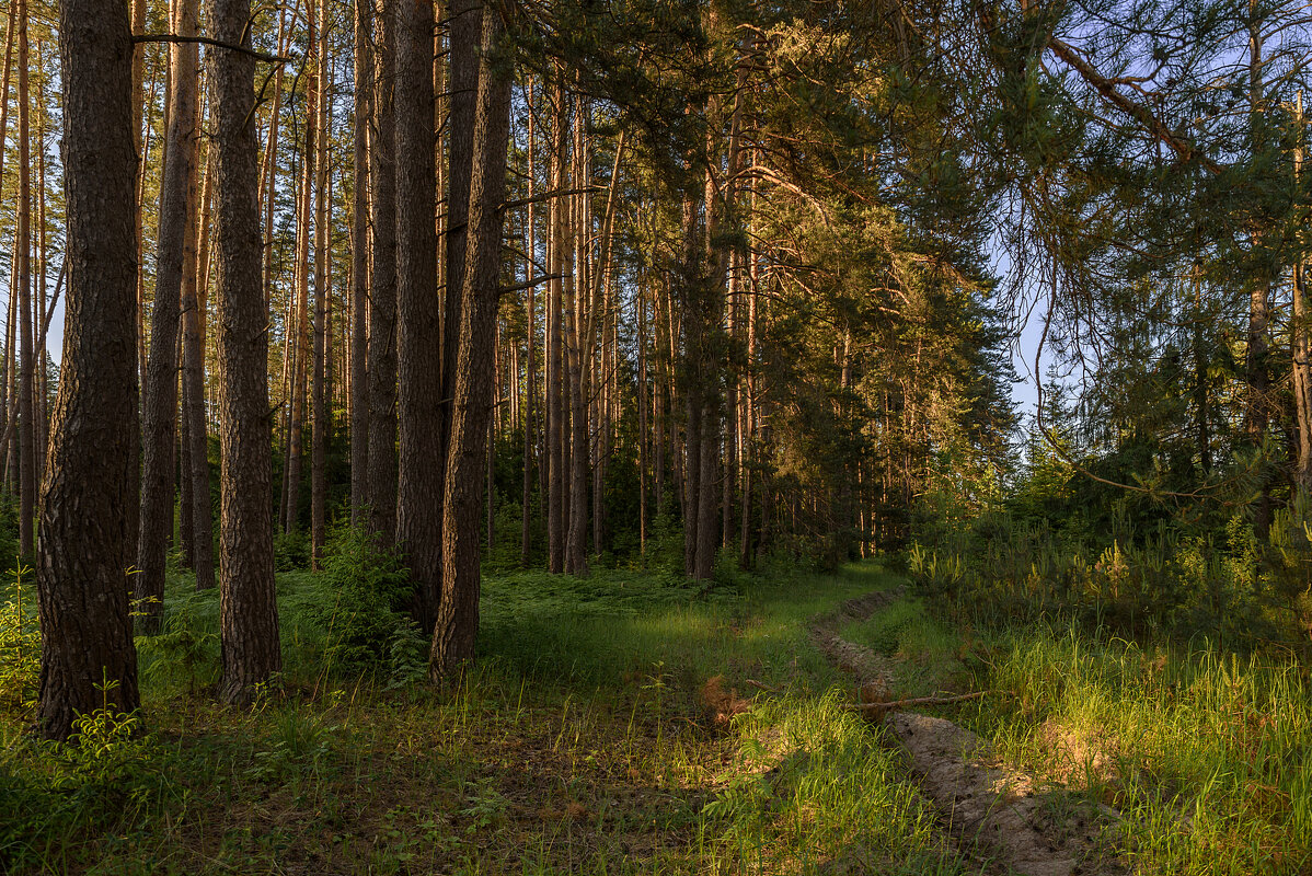 В лесу в конце дня - Александр Орлов