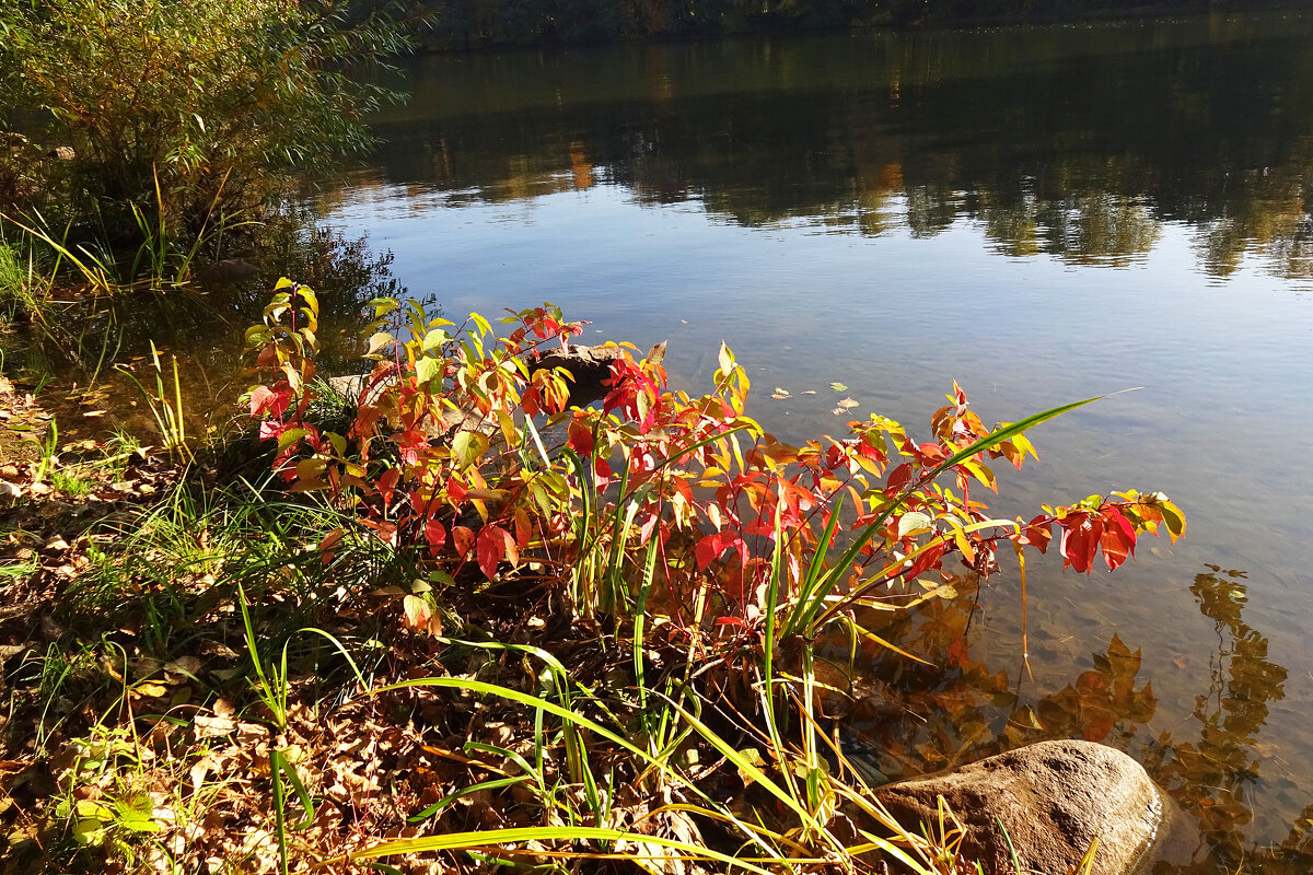 " Осень " смотрит в озеро . - tamara 