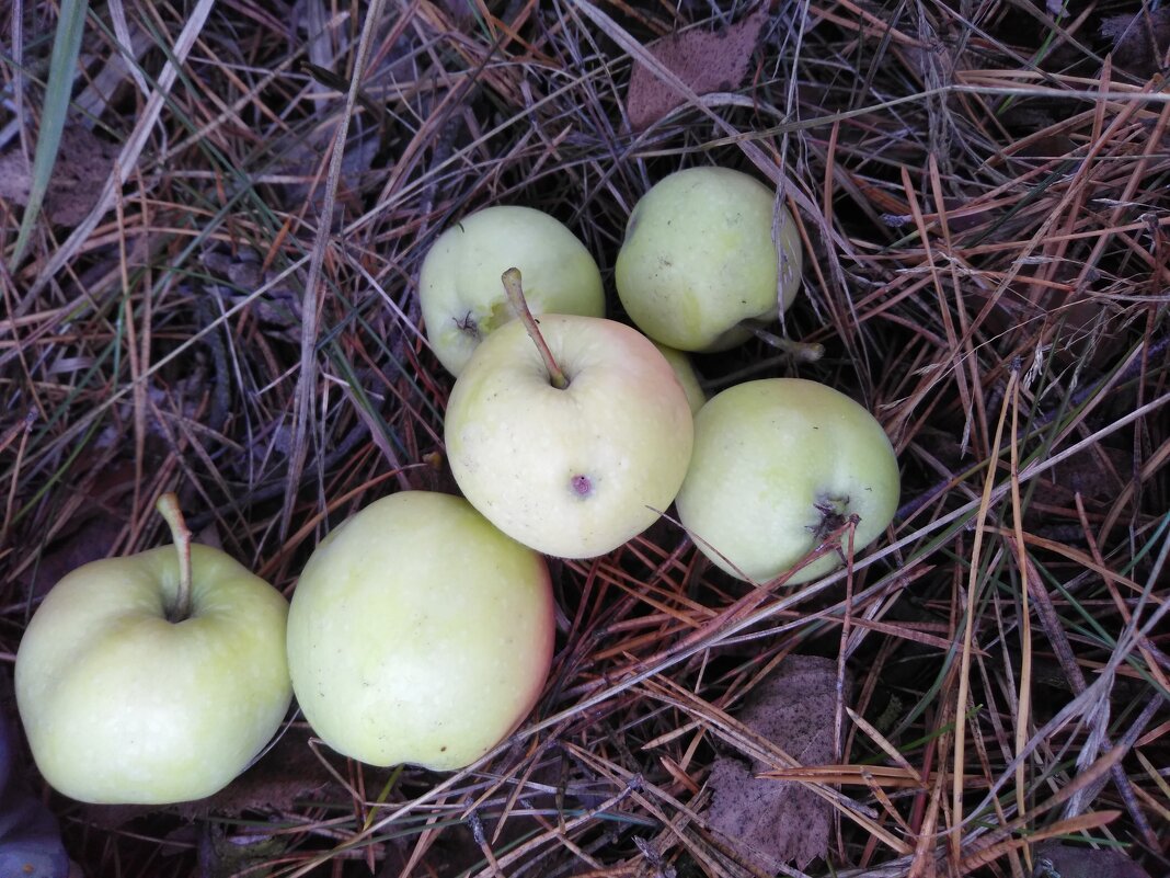 Лесные яблоки - Gopal Braj