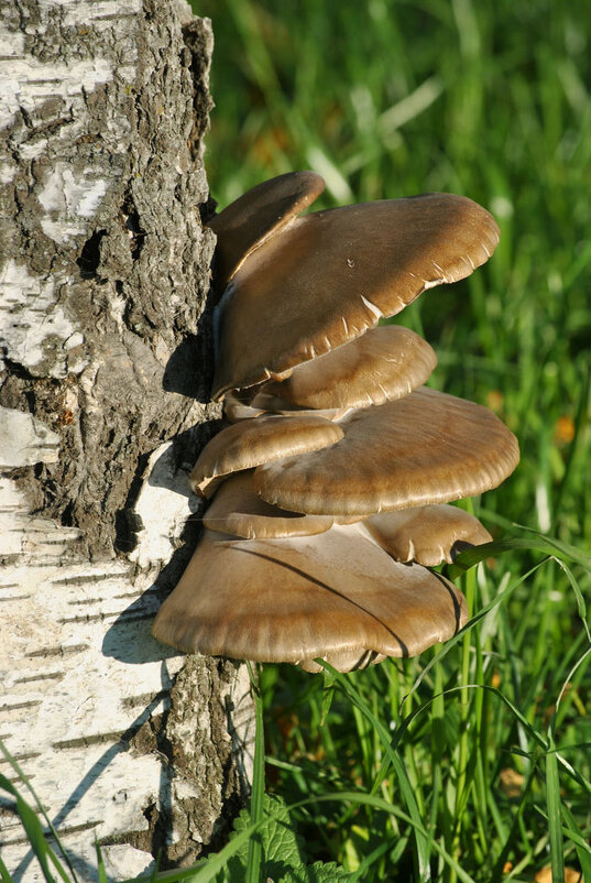 Городские грибы (3) - Юлия Сироженко