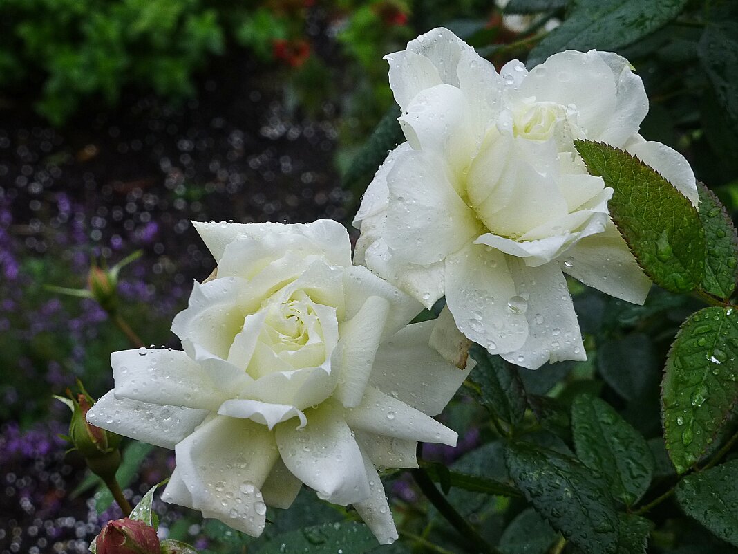 Белые розы после дождя - Лидия Бусурина