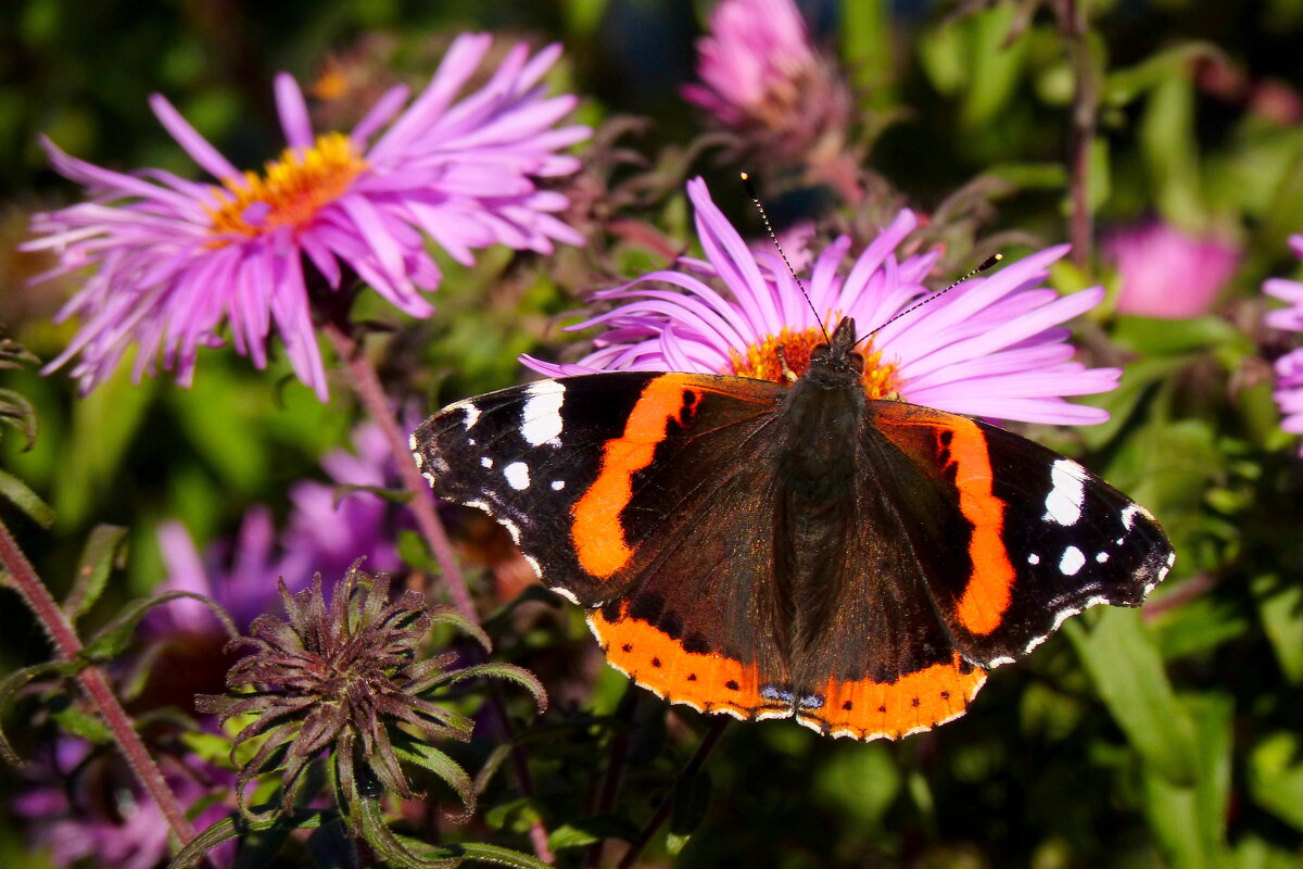 Сегодняшние (7 октября) бабочки на осенних цветах 2 - Александр Прокудин