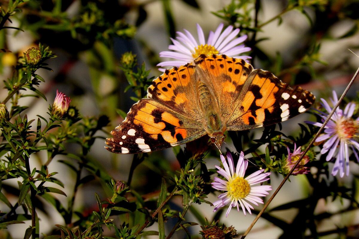 Сегодняшние (7 октября) бабочки на осенних цветах 4 - Александр Прокудин