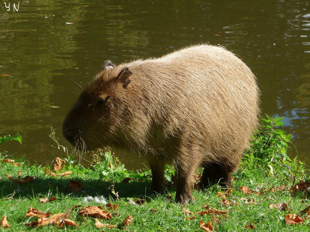 Капибара (Capybara) - Nina Yudicheva