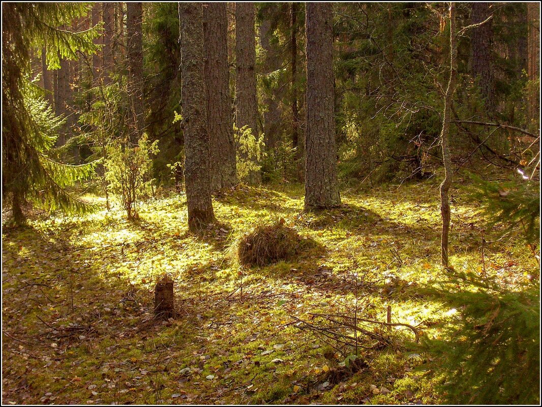 Фото леса сегодня в лесу