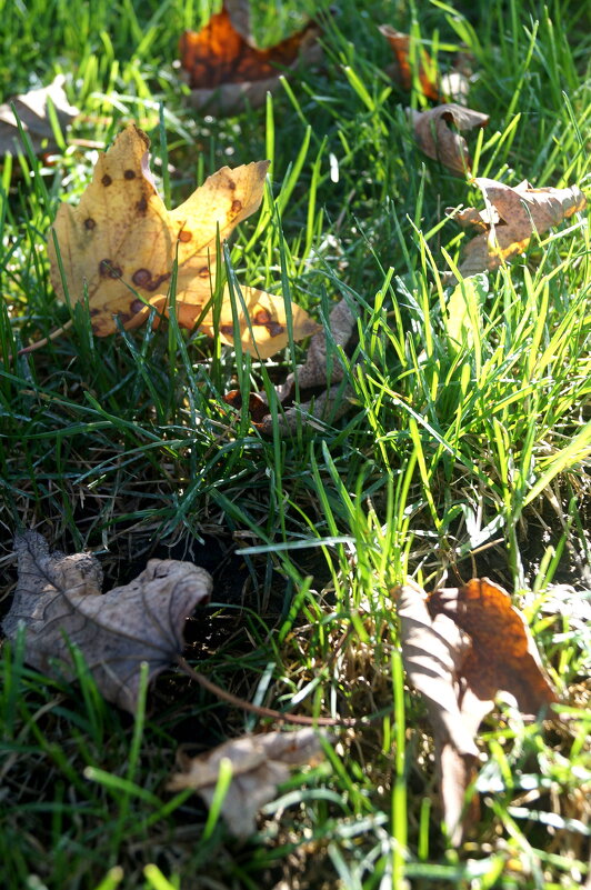 трава  октября - орехи и грибы  .. там - eugen3 