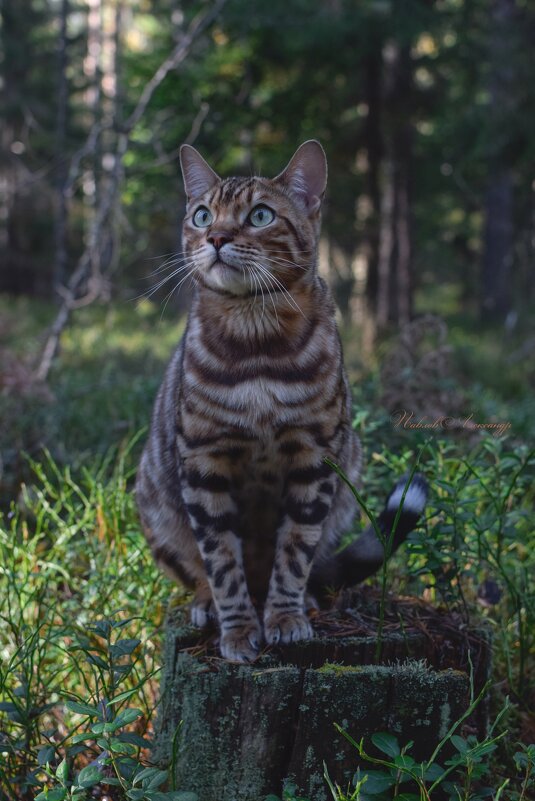 Леопард в лесу - Aleksandr P.