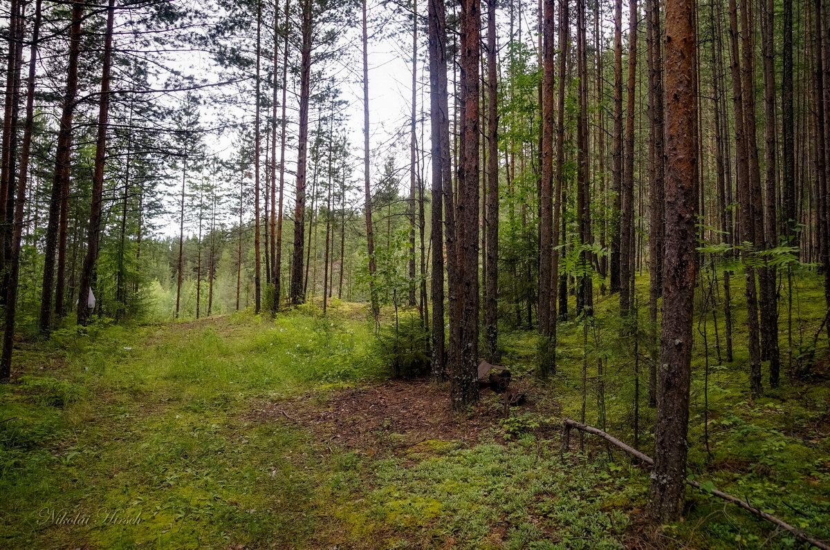 В сосновом лесу - Николай Гирш