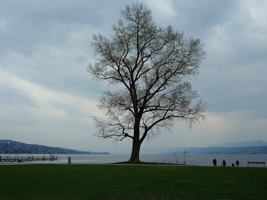 Одинокое дерево Цюрих Швейцария - wea *