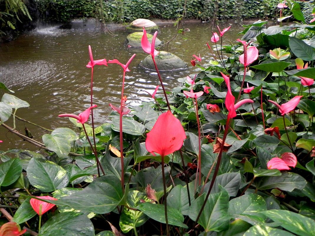 Парк орхидей и ботанический сад “Утопия” - Светлана Хращевская