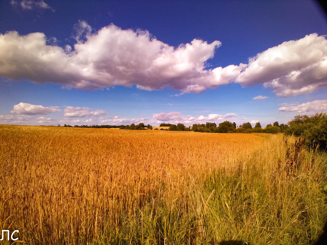 Пшеничное поле - Любовь 