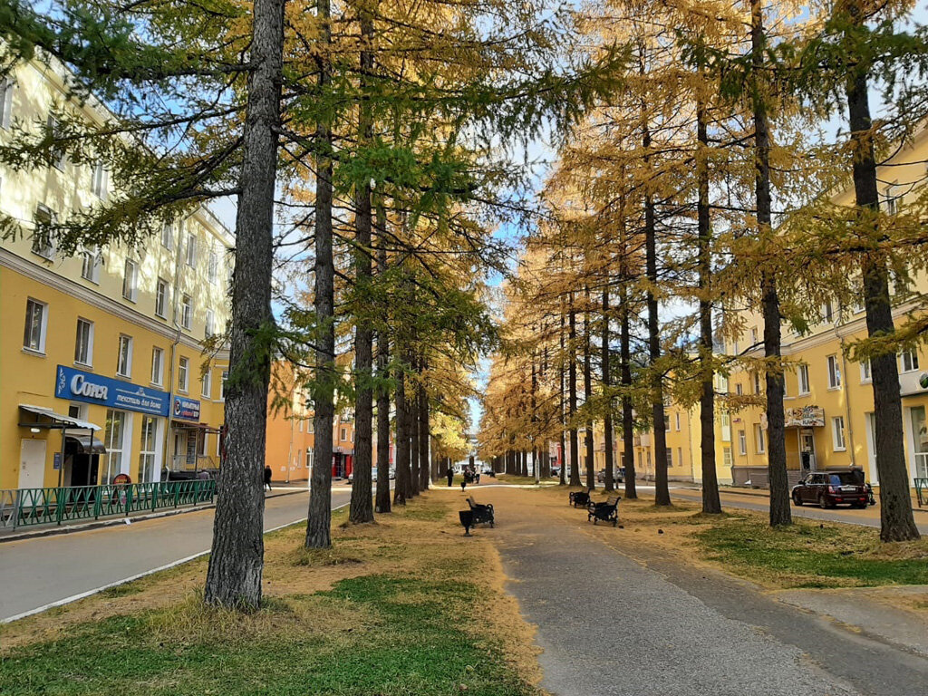 Лиственничная аллея в Североуральске - Алевтина 