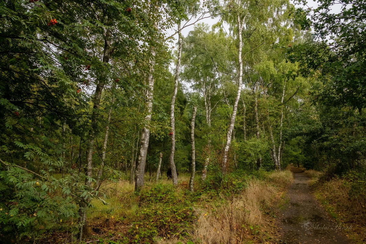 В сентябрьском лесу - Николай Гирш