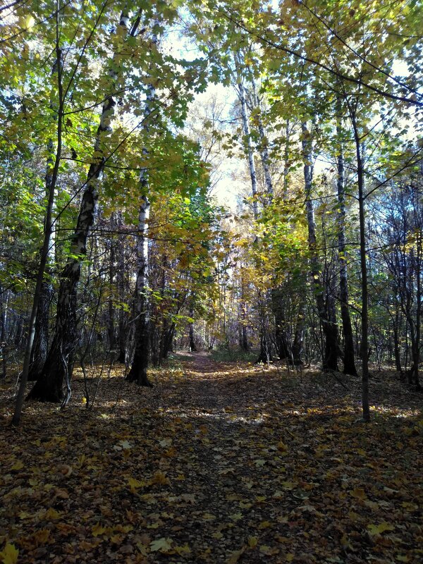 Октябрьский лес в Подмосковье - Gopal Braj