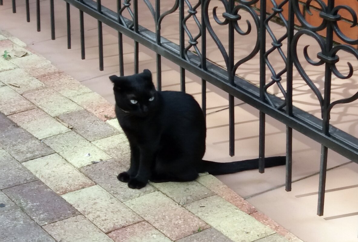 Черный кот - Galina Solovova
