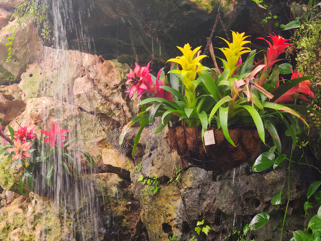 Парк орхидей и ботанический сад “Утопия” в Израиле - Светлана Хращевская