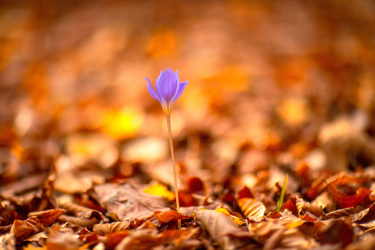 Осенний цветок - Сергей Абашкин 