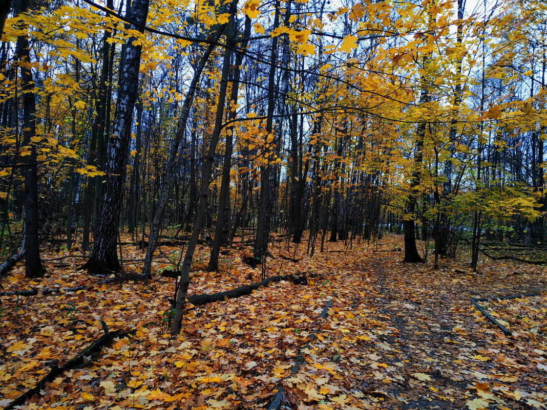 Осень в городе - Андрей Лукьянов