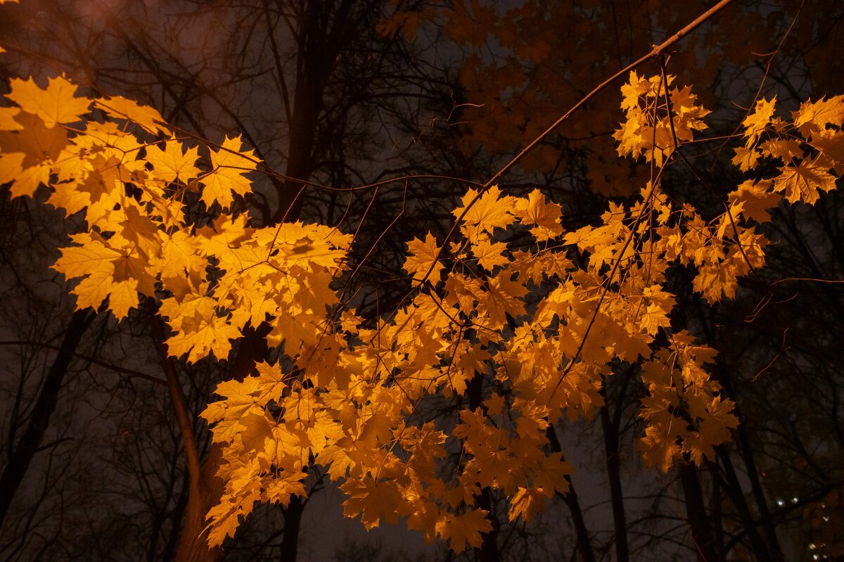 Осень - Владимир Машевский