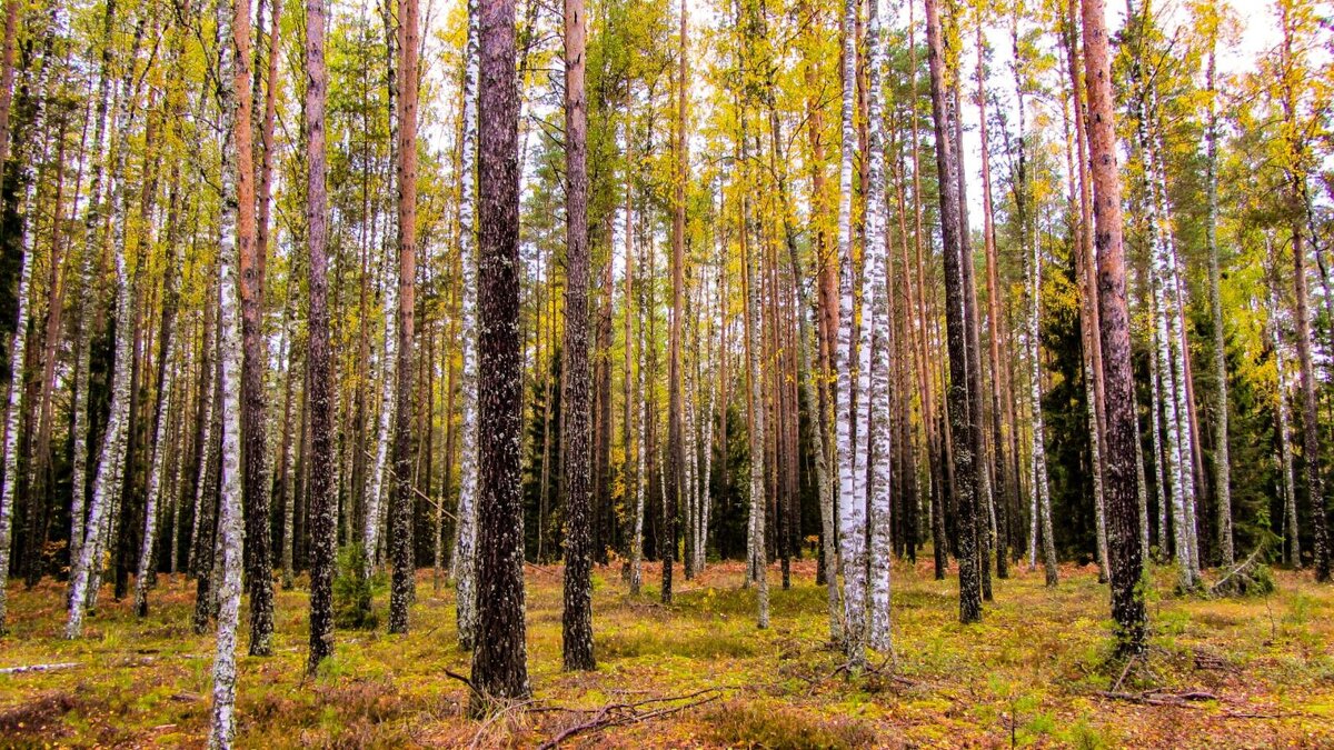 Октябрь в лесу - Виталий Андрейчук