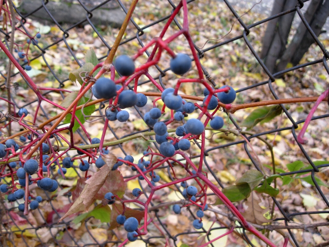 Девичий виноград  26 октября 2022 - Наиля 