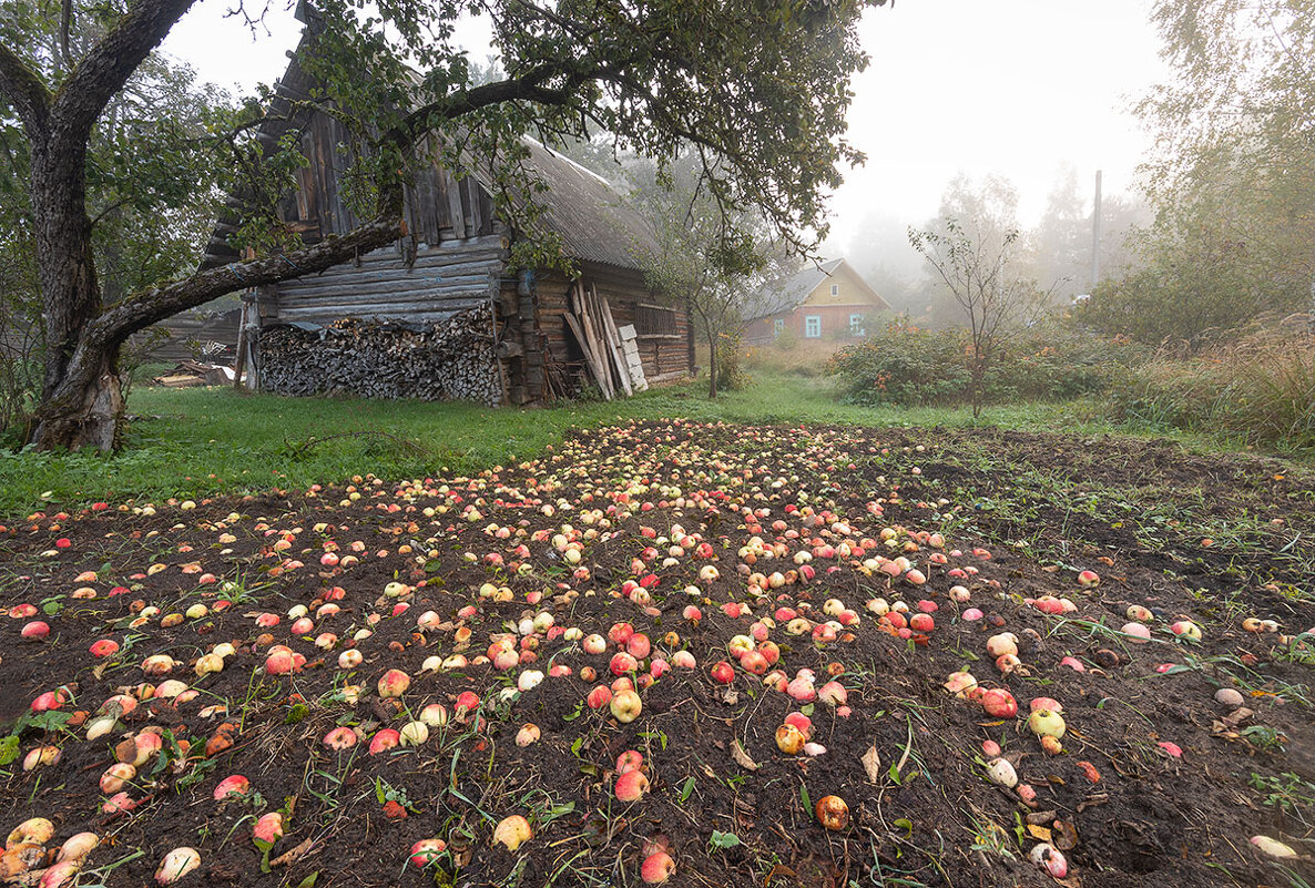 Осенние яблоки - aliaksandr. 
