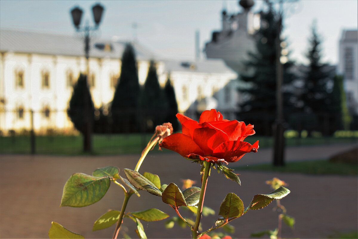 Поздняя, осенняя. - Татьяна Помогалова