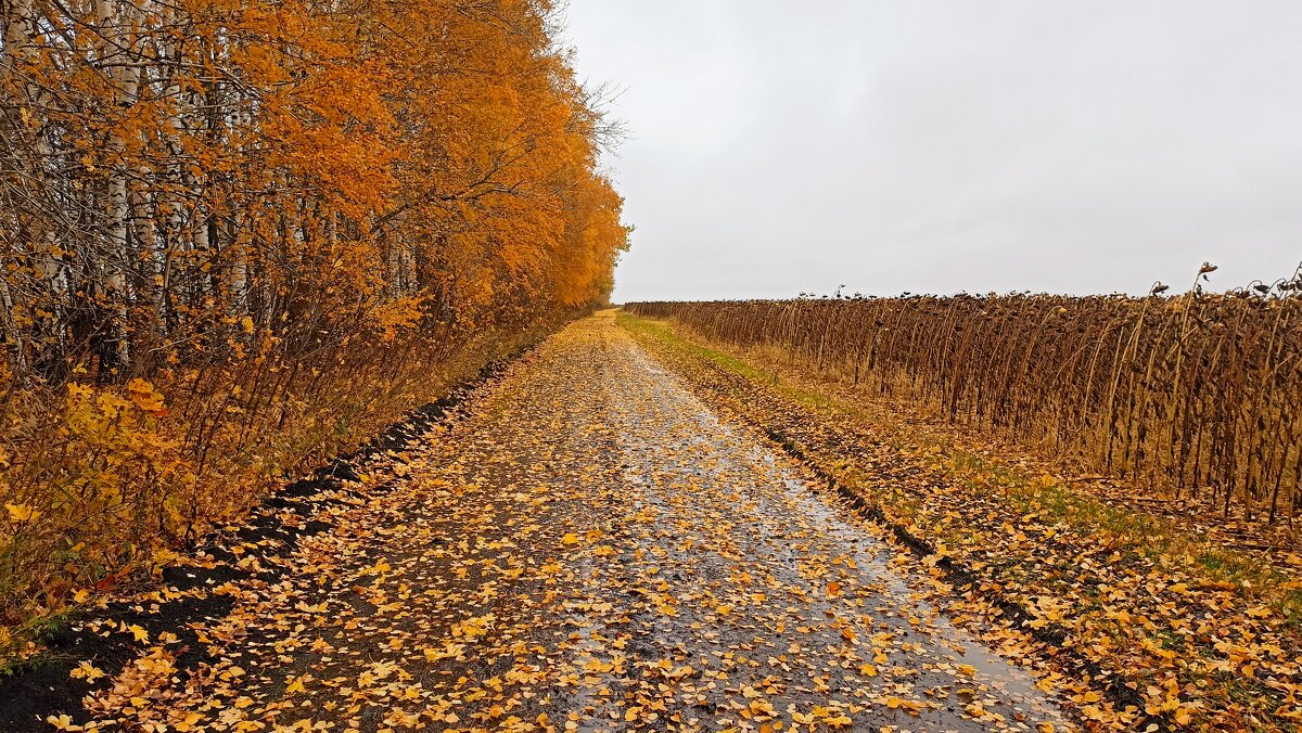 На ковре из желтых листьев - Олег Денисов