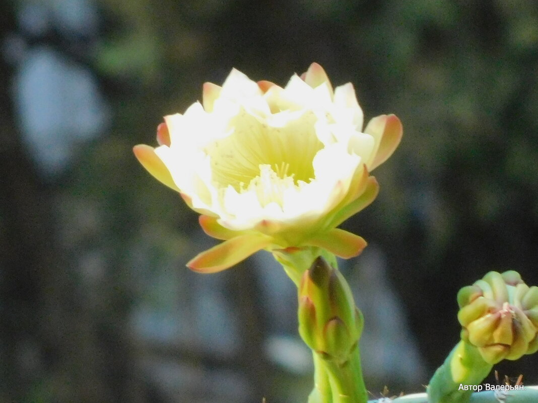 Цветок кактуса Цереус. - Валерьян Запорожченко