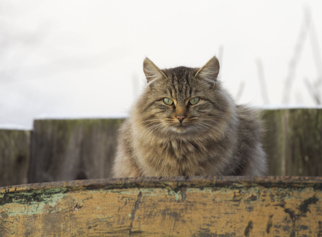 Котэ - Олег Денисов