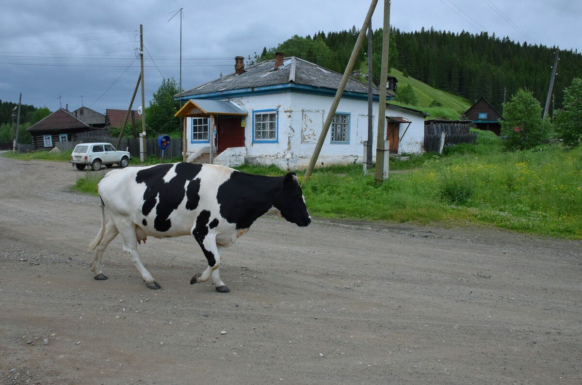 Шла корова по селу - Александр Рыжов