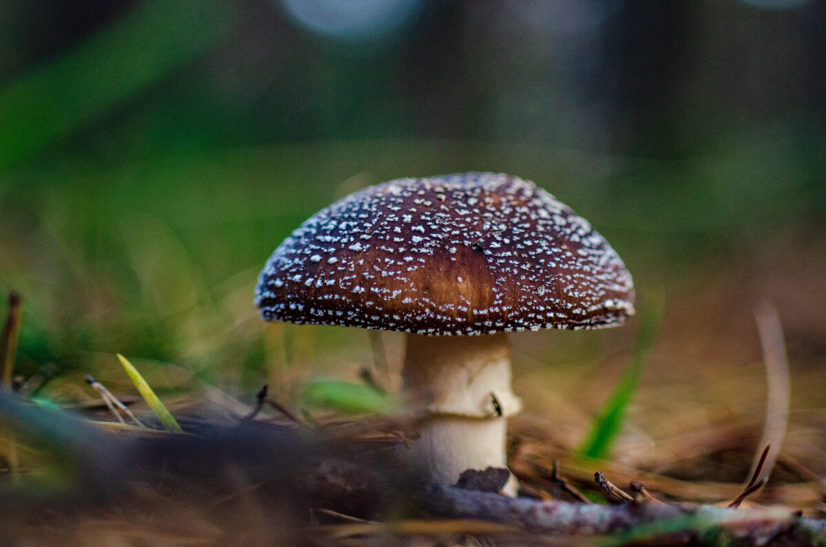 гриб в лесу - Александр Леонов