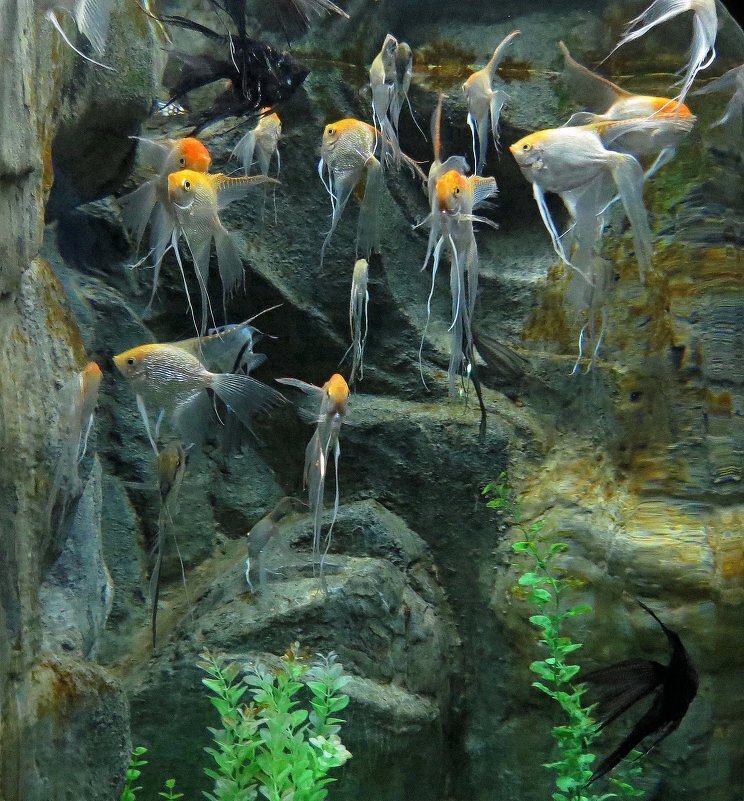 Рыбки - Вера Щукина