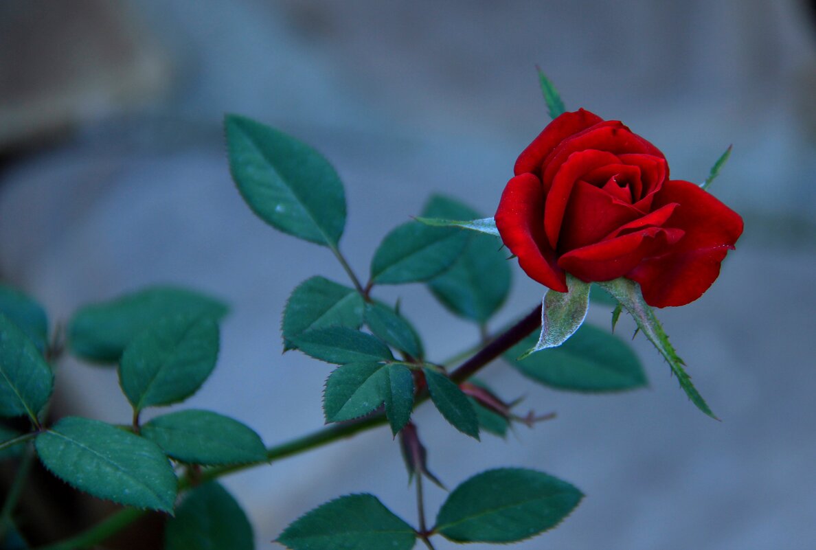 Красная роза - Любовь 