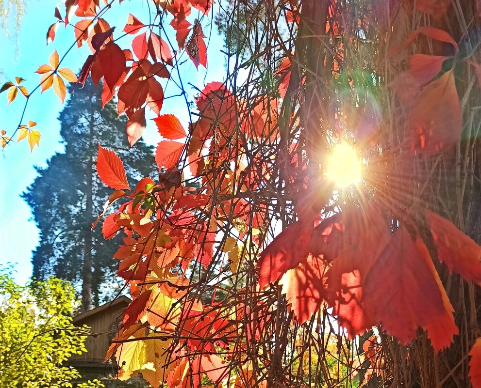 "А осень листву зажигала, гасила... " - veilins veilins