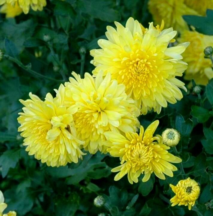 Желтая хризантема - символ Осени... - ГЕНРИХ 