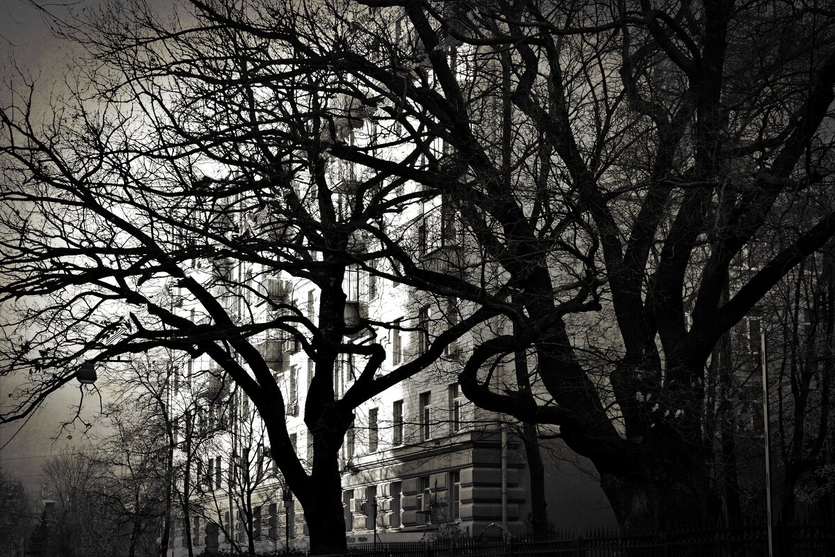 Старые деревья в старом переулке. - Татьяна Помогалова