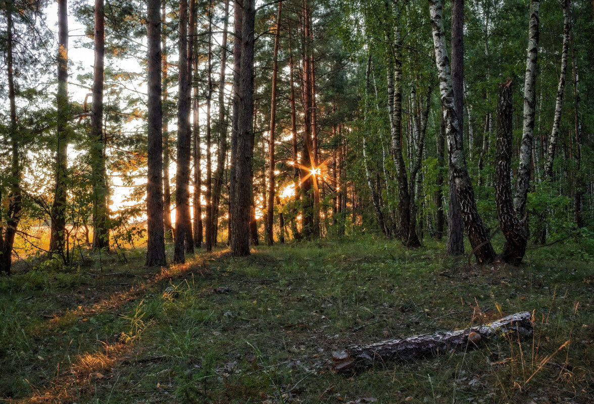 Вечером в лесу - Сергей Шабуневич