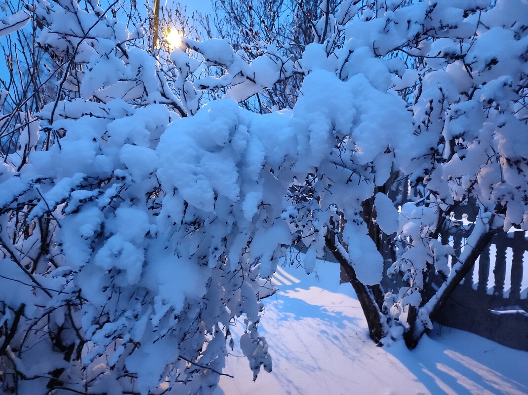 Окутаны ветки снежным покрывалом - Валентина Богатко 