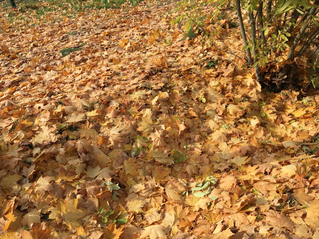 ***ковер на земле из листьев опавших*** - helga 2015