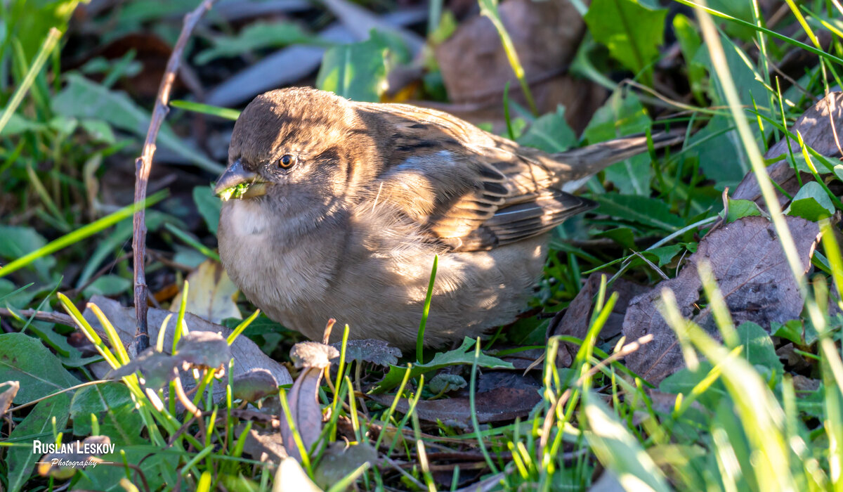 Птица-воробей, сидящая в траве - Руслан Лесков