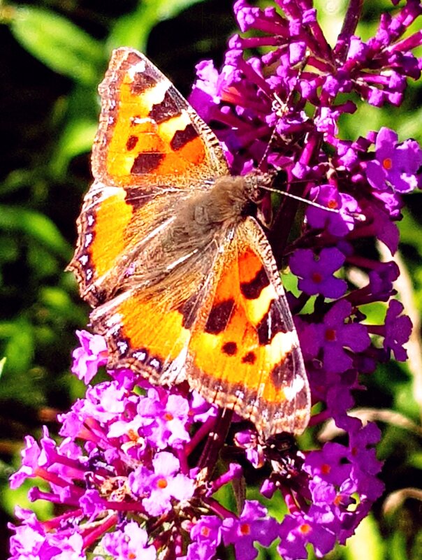 Бабочки в нашем саду... - ГЕНРИХ 